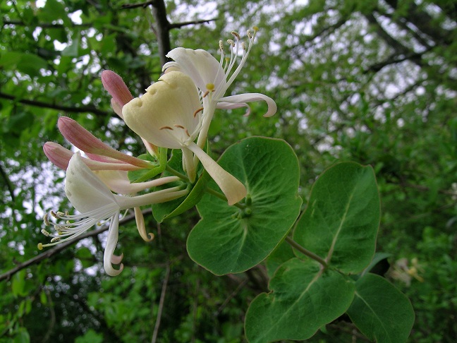 Lonicera caprifolium